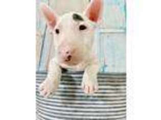 Bull Terrier Puppy for sale in Biloxi, MS, USA