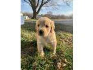 Labradoodle Puppy for sale in Casey, IA, USA