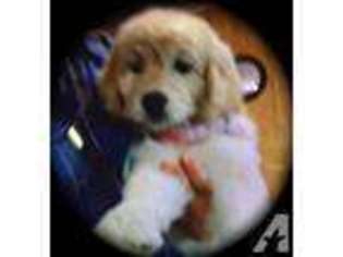 Goldendoodle Puppy for sale in RINGGOLD, GA, USA
