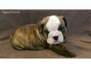 Bulldog Puppy for sale in Gladwin, MI, USA