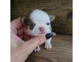 Chihuahua Puppy for sale in Missouri Valley, IA, USA