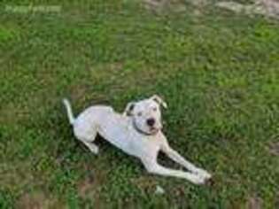 Dogo Argentino Puppy for sale in Centreville, MD, USA