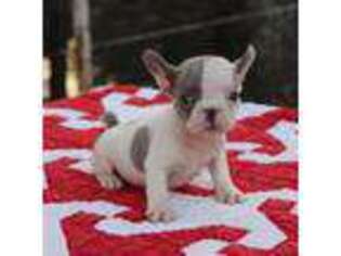 French Bulldog Puppy for sale in Greenville, TX, USA