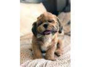 Mutt Puppy for sale in Silver Spring, MD, USA