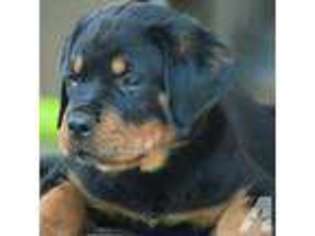 Rottweiler Puppy for sale in Baytown, TX, USA