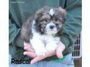 Mal-Shi Puppy for sale in Deepwater, MO, USA