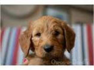 Goldendoodle Puppy for sale in Kent, WA, USA