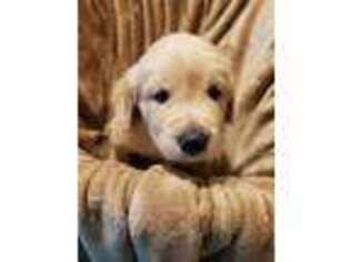 Golden Retriever Puppy for sale in Ocoee, FL, USA
