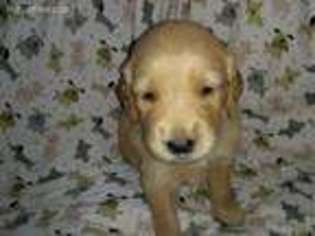 Golden Retriever Puppy for sale in Manchester, NH, USA