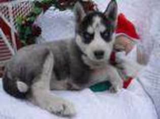 Siberian Husky Puppy for sale in San Pierre, IN, USA