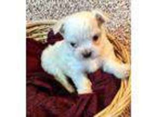 Maltese Puppy for sale in Norfolk, NE, USA