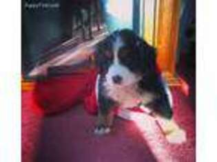Bernese Mountain Dog Puppy for sale in Adams, NY, USA