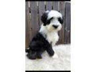 Tibetan Terrier Puppy for sale in Dorena, OR, USA