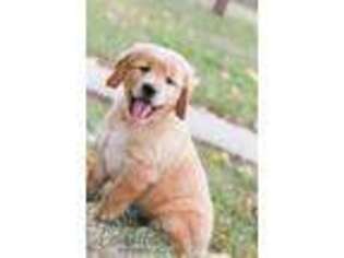 Golden Retriever Puppy for sale in Rochester, IN, USA