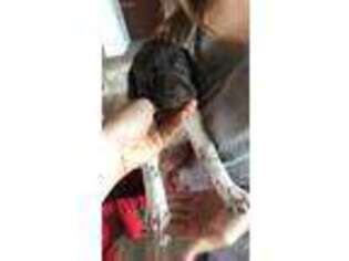 German Shorthaired Pointer Puppy for sale in Fountain Hills, AZ, USA