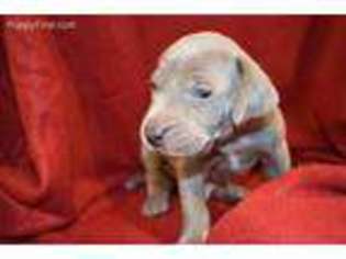 Weimaraner Puppy for sale in Royston, GA, USA