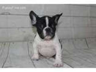 French Bulldog Puppy for sale in Morristown, NJ, USA