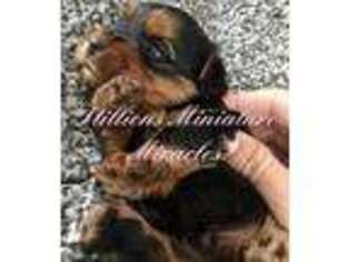 Yorkshire Terrier Puppy for sale in Asheville, NC, USA