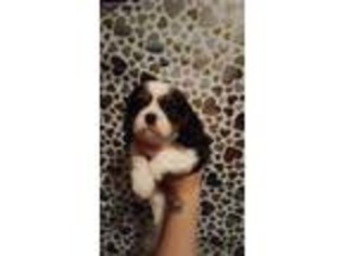 Cavalier King Charles Spaniel Puppy for sale in Alvarado, TX, USA