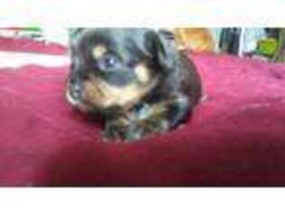 Chorkie Puppy for sale in Sayre, PA, USA