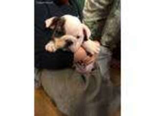 Bulldog Puppy for sale in Saint Peters, MO, USA