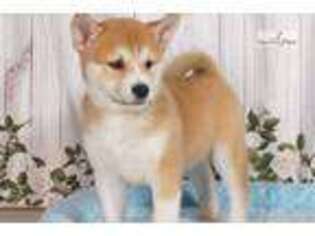 Shiba Inu Puppy for sale in Williamsport, PA, USA
