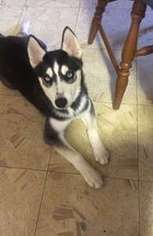 Siberian Husky Puppy for sale in LYNCHBURG, VA, USA