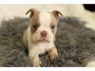 Boston Terrier Puppy for sale in Bowling Green, KY, USA