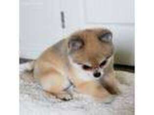 Pomeranian Puppy for sale in Woodland, CA, USA