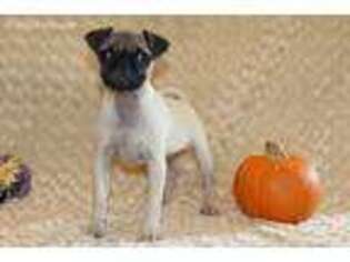Pug Puppy for sale in Elk City, KS, USA