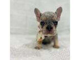 French Bulldog Puppy for sale in Spicewood, TX, USA