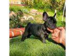 French Bulldog Puppy for sale in Chatsworth, CA, USA