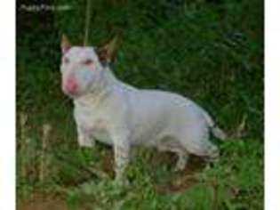 Bull Terrier Puppy for sale in Albrightsville, PA, USA