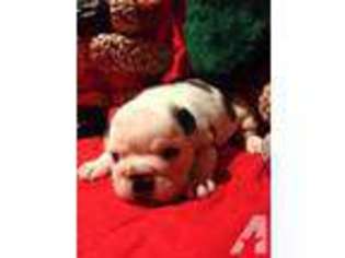 Bulldog Puppy for sale in CENTERVILLE, TX, USA