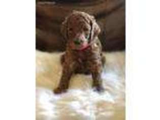 Mutt Puppy for sale in Ohio City, OH, USA