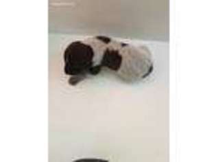 German Shorthaired Pointer Puppy for sale in Newton, NH, USA