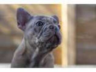 French Bulldog Puppy for sale in Longwood, FL, USA