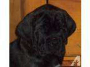 Mastiff Puppy for sale in CHANDLER, TX, USA