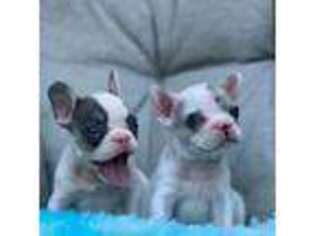 French Bulldog Puppy for sale in The Colony, TX, USA
