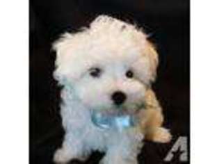 Maltese Puppy for sale in MC LEAN, VA, USA