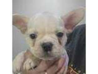 French Bulldog Puppy for sale in Lumberton, MS, USA