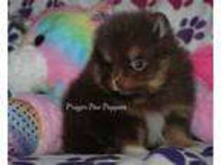 Pomeranian Puppy for sale in Mountain Grove, MO, USA