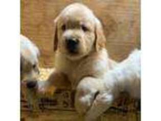 Golden Retriever Puppy for sale in Lowville, NY, USA