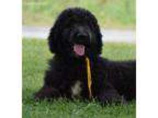 Labradoodle Puppy for sale in Fulks Run, VA, USA