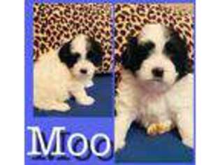 Shih-Poo Puppy for sale in Wayne, NJ, USA