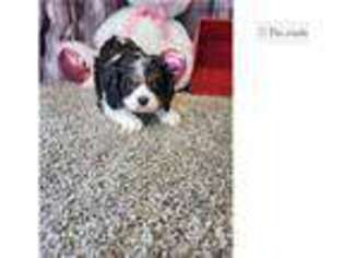 Cavalier King Charles Spaniel Puppy for sale in Fort Wayne, IN, USA