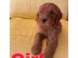 Goldendoodle Puppy for sale in Tucson, AZ, USA