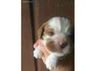 Cavalier King Charles Spaniel Puppy for sale in Anderson, TX, USA