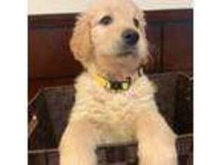 Goldendoodle Puppy for sale in Robersonville, NC, USA