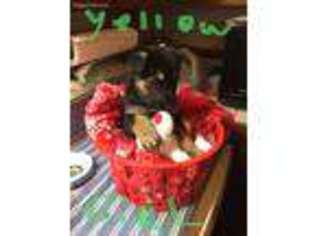 German Shepherd Dog Puppy for sale in Proctorville, OH, USA